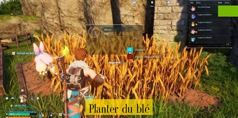 Planter du blé